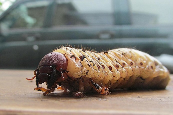 Обыкновенный Жук-носорог Oryctes nasicornis