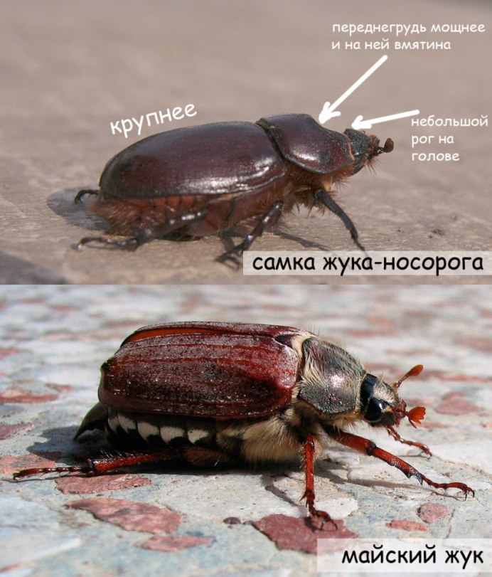 Жук носорог