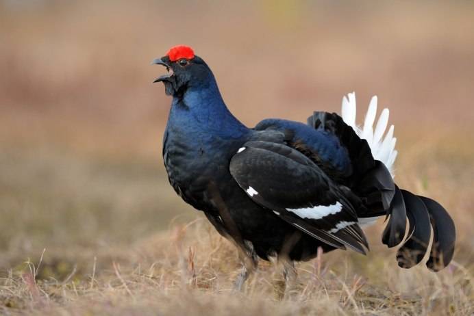 Глухарь (Tetrao urogallus)