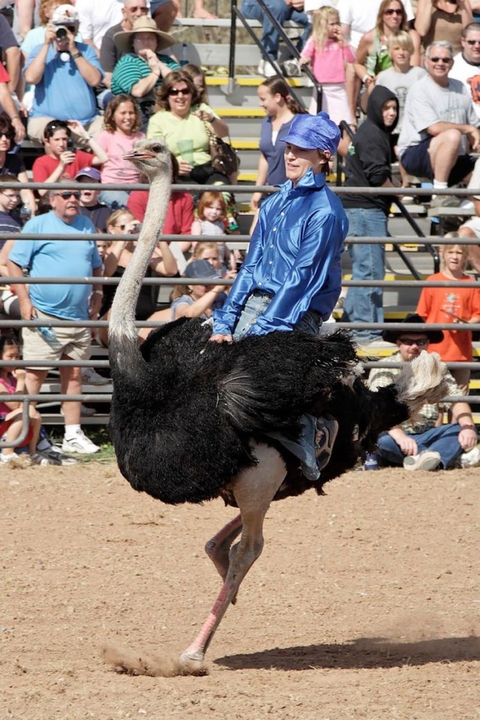 Chandler Ostrich Festival