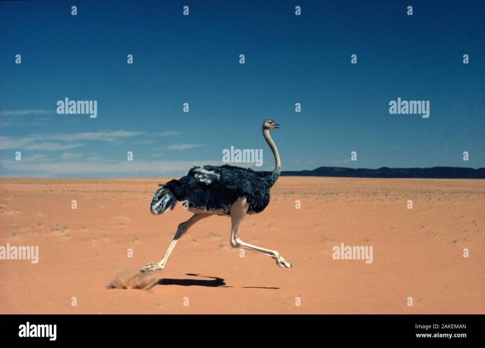 Ostrich Racing