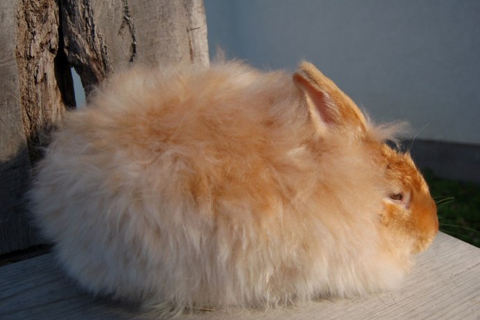 Французский ангорский кролик