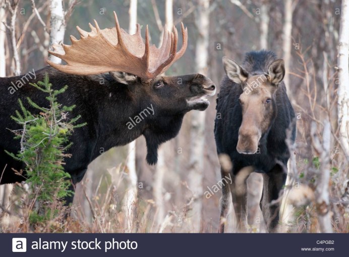 Лось самец