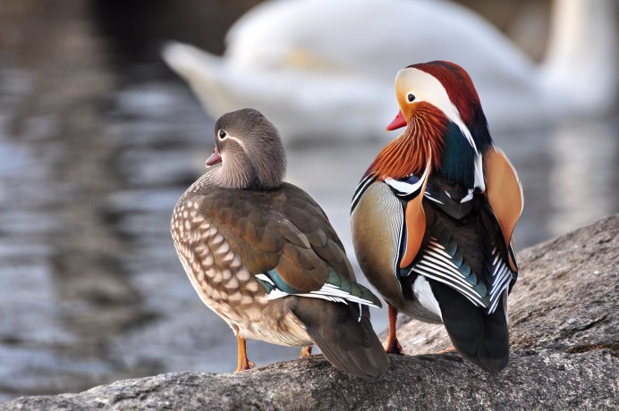 «Утка Мандаринка (Aix galericulata