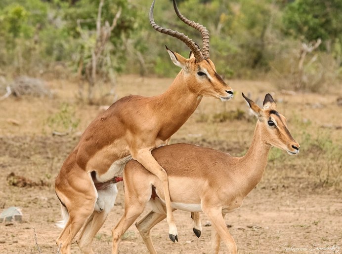 Глухарь (Tetrao urogallus)