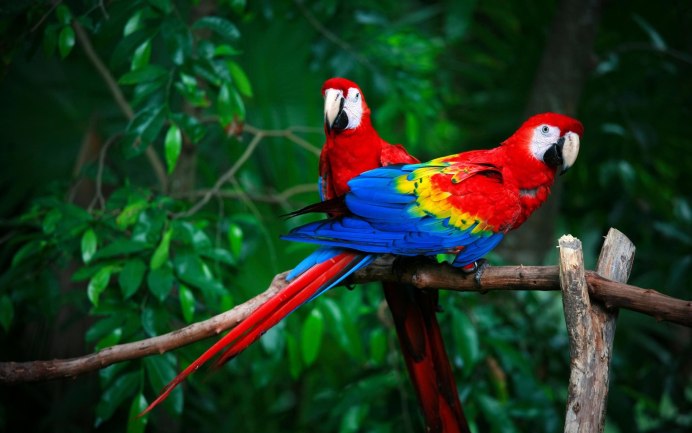 Попугай Macaw