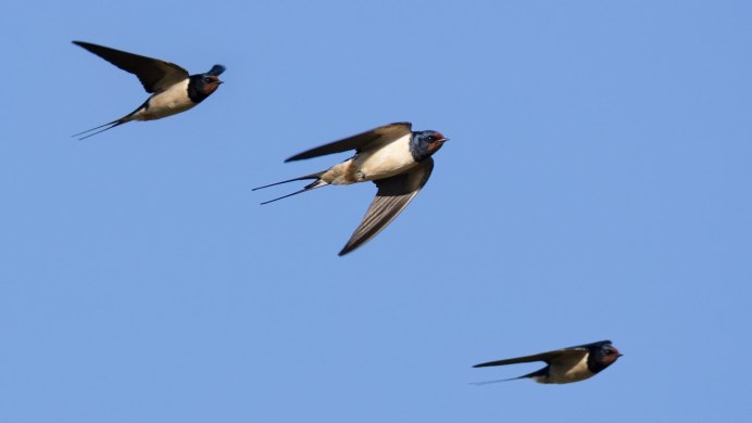 Норы ласточек-береговушек