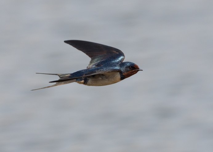 Береговушка птица гнездо