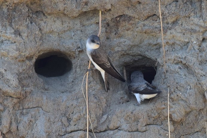 Ласточка городская (Delichon urbica