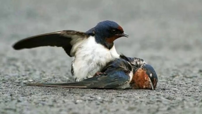 Деревенская Ласточка Касатка