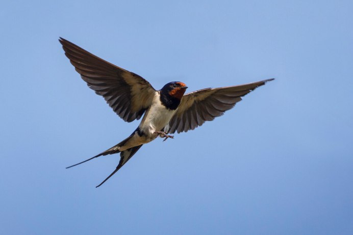 Перелётные птицы Сахалина Стриж