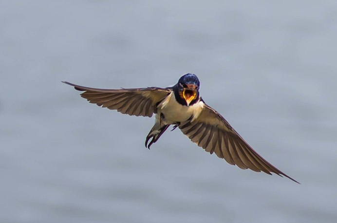 Белолобая Ласточка