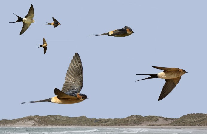 Амбарная Ласточка