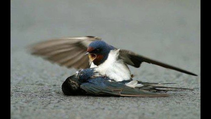 Гнезда Стрижей и ласточек