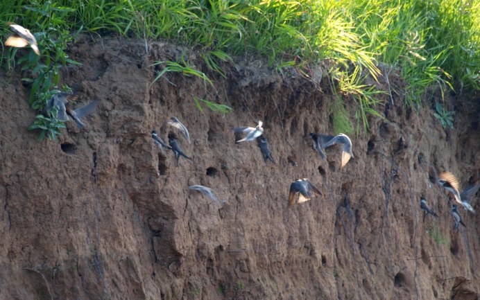 Стриж в полете