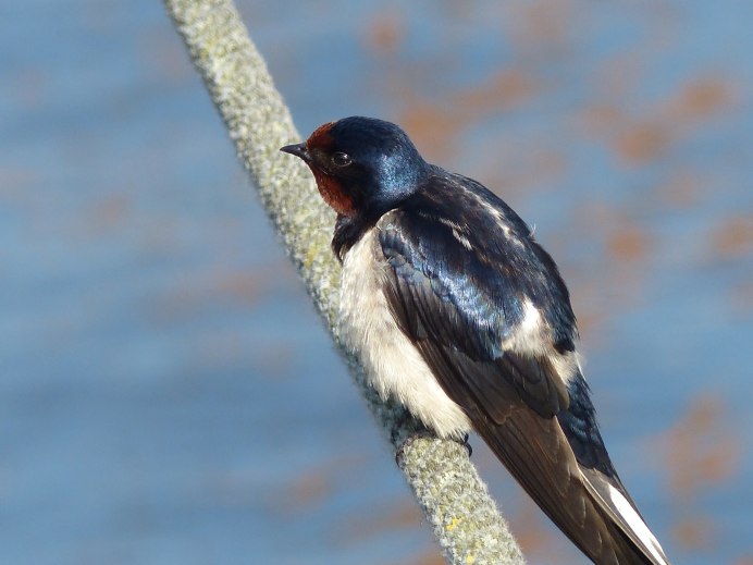 Ласточка на ветке