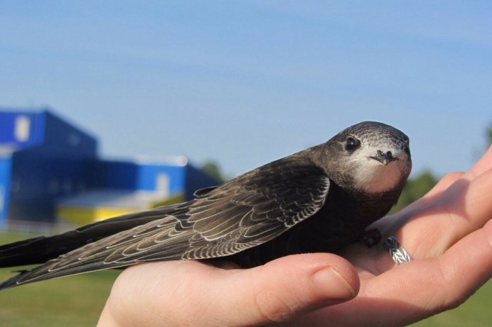 Иглохвостый Стриж