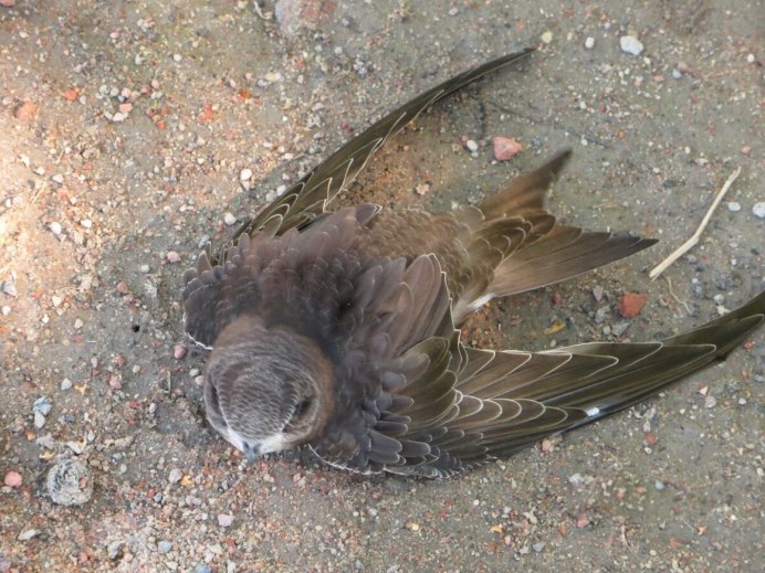 Птица лежит