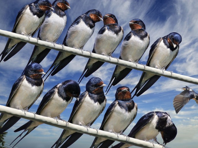 Птенец черного стрижа