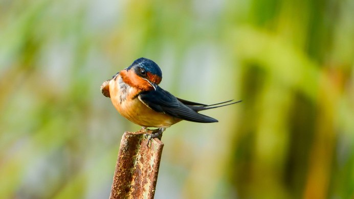 Прилетают перелетные птицы Ласточка