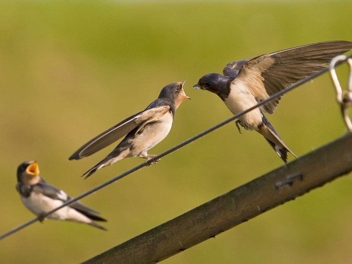 Гнездование ласточек