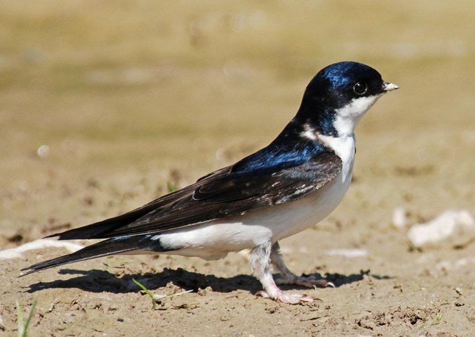 Ласточка в полете