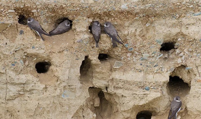 Детеныш ласточки