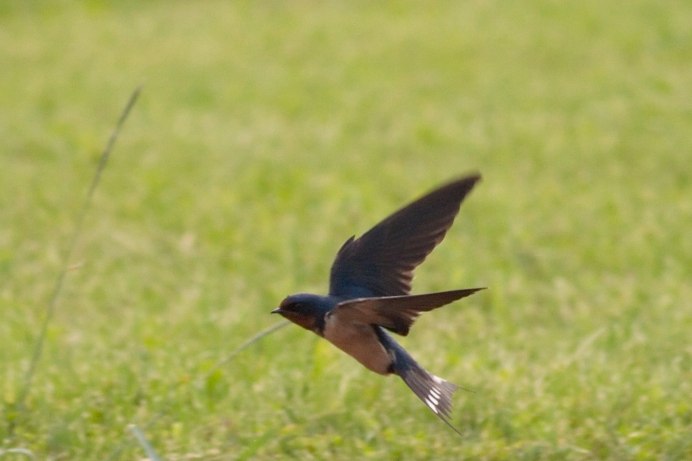 Ласточки низко летают