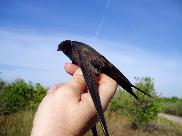 Иглохвостый Стриж