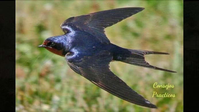 Ласточка Перелетная птица