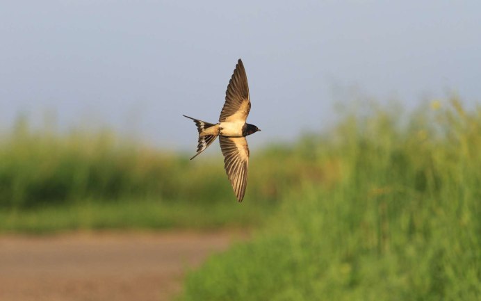 Перелетные птицы Австралия