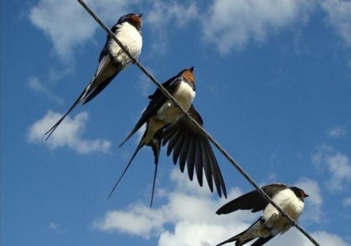 Деревенская Ласточка самка