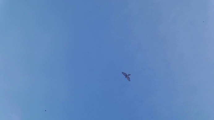 Сова охотник