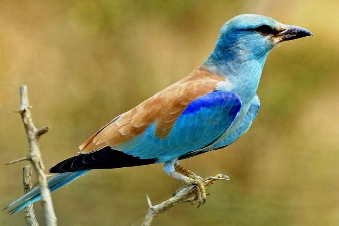 Cyanerpes caeruleus