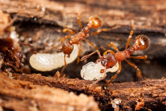 Anoplolepis gracilipes