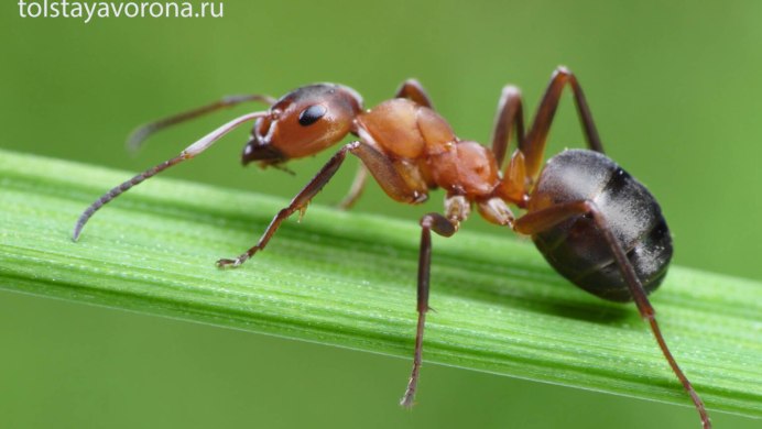 Neoponera apicalis