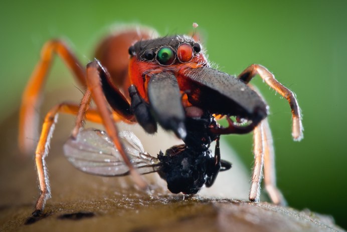 Cyphonia clavata