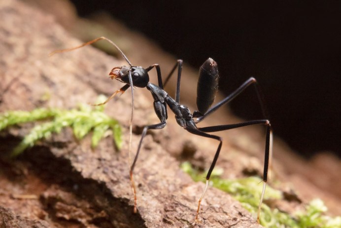 Myrmarachne Formicaria