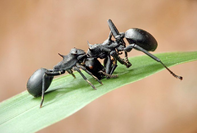 Муравьи cephalotes atratus