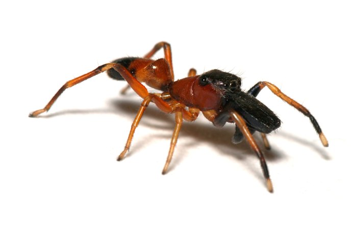Паук Myrmarachne