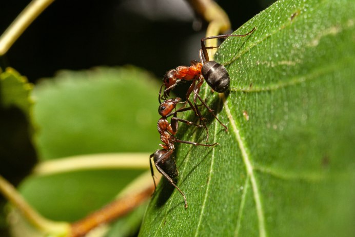 Cyphonia clavata