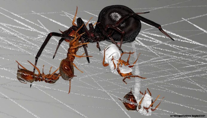 Amyciaea lineatipes паук