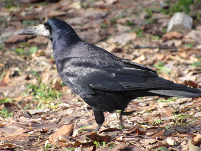 Грач Corvus frugilegus фото