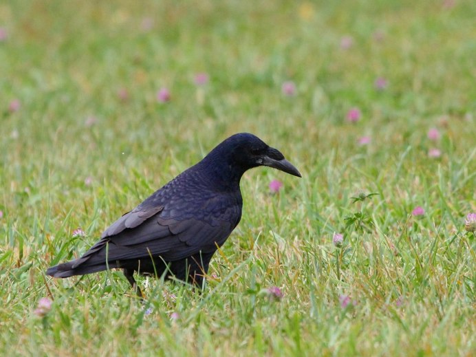 Грач (Corvus frugilegus)