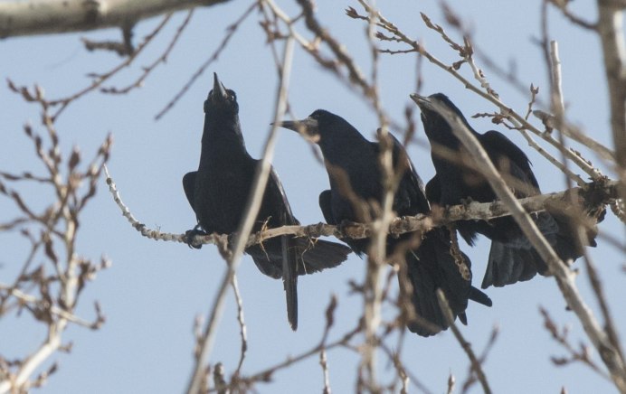Гуамский ворон