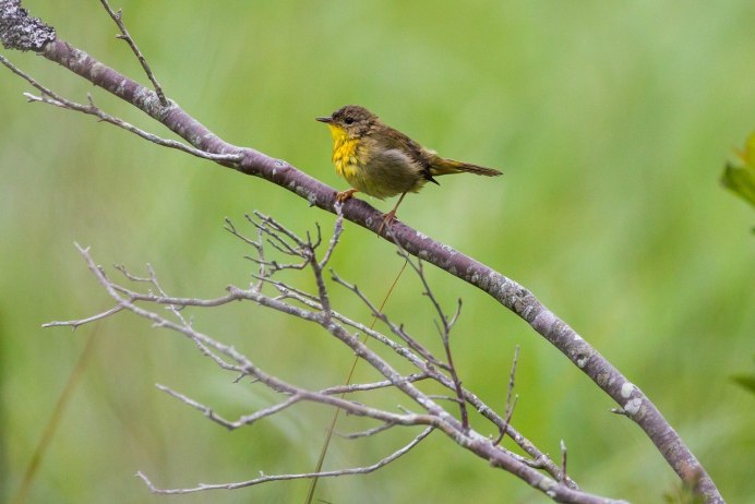 Yellow Warbler птица