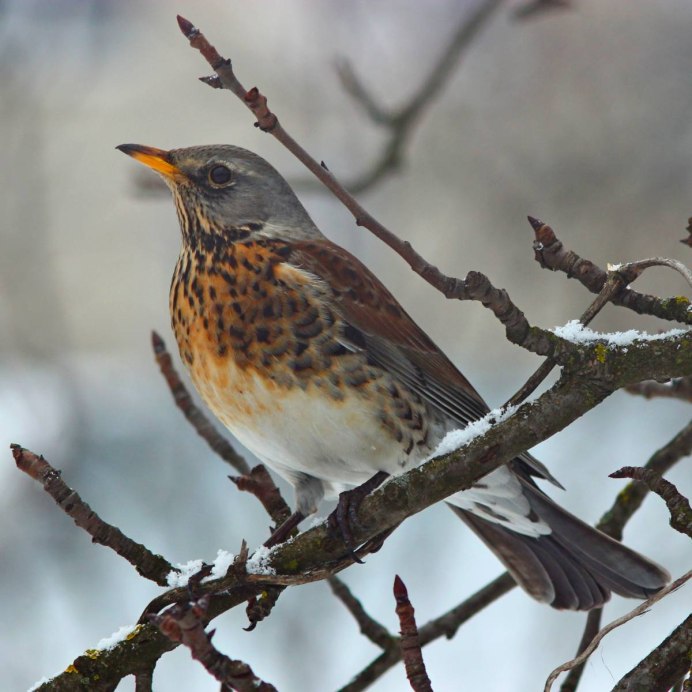 Fieldfare turdus pilaris