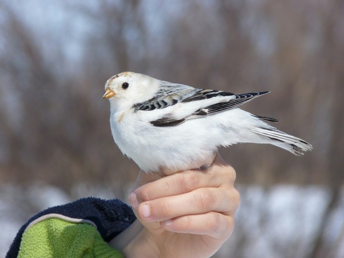 Полярная Чайка Larus Glaucoides