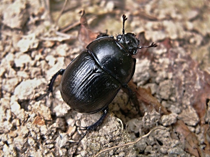 Oryctes Rhinoceros
