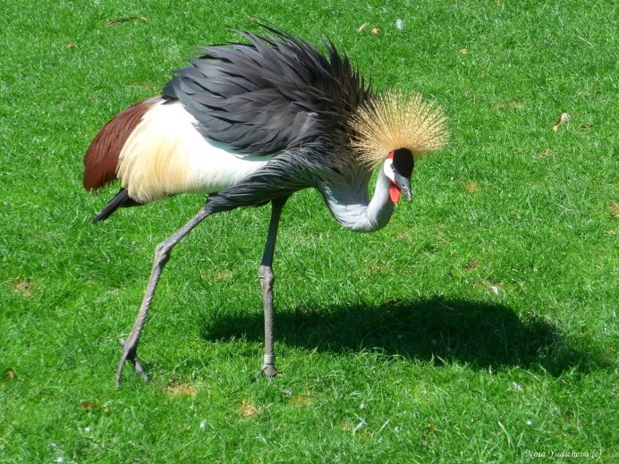 Grey crowned Crane